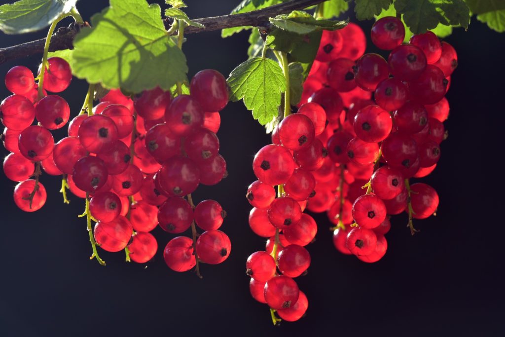 Currants are very healthy berries