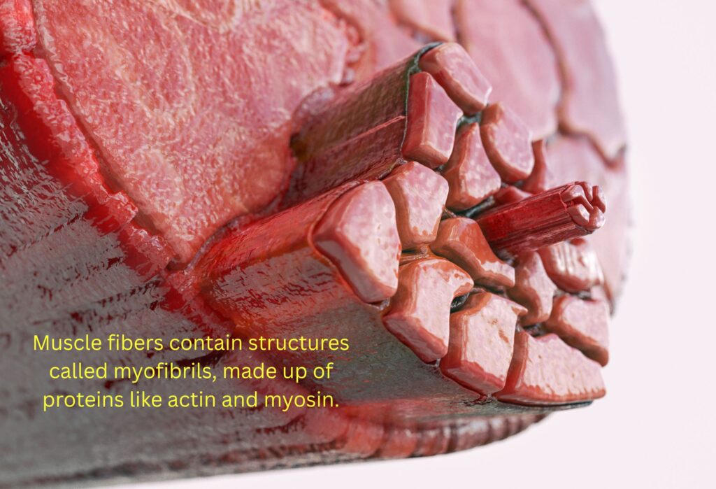 myofibrillar hypertrophy